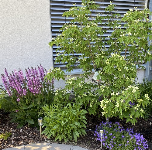 Bild : Salbei, Sonnenhut, Blumenhartriegel, Glockenblume Bild : Salbei, Sonnenhut, Blumenhartriegel, Glockenblume