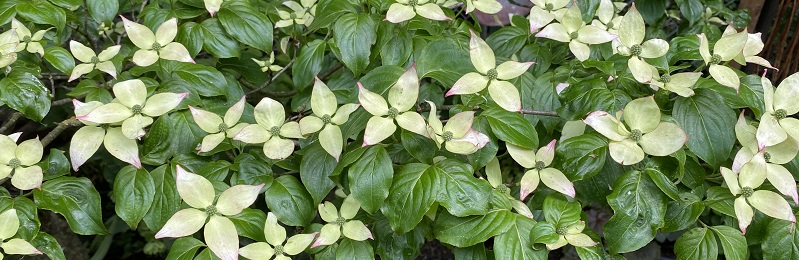 Bild : Bl�ten im Mai vom Roten Blumen Hartriegel - Cornus florida Rubra