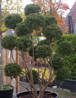 klicken zum vergrößern Bild einer Eibe als Großbonsai