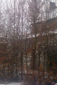 Bild einer Hainbuchenhecke, die l�nger nicht geschnitten wurde, vor dem Schnitt im Winter