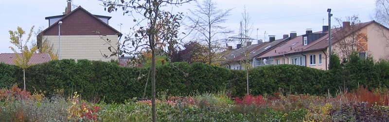 Eine Thuja-Hecke einmal anders. Statt gerade habe ich dieser Hecke Bögen mit 6 m Breite verpasst. Bild einer Thujahecke mit Bogenschnitt