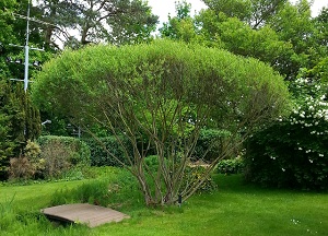 klicken zum vergrößern Bild einer Weide, die als Schirm geschnitten ist