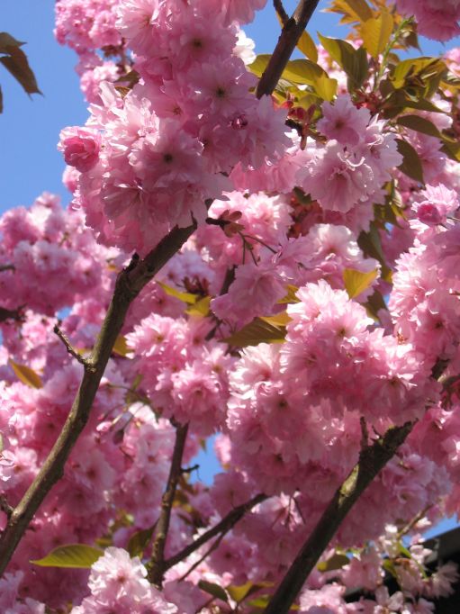 Bild Bl�te Prunsu serrulata Kanzan Zierkirsche