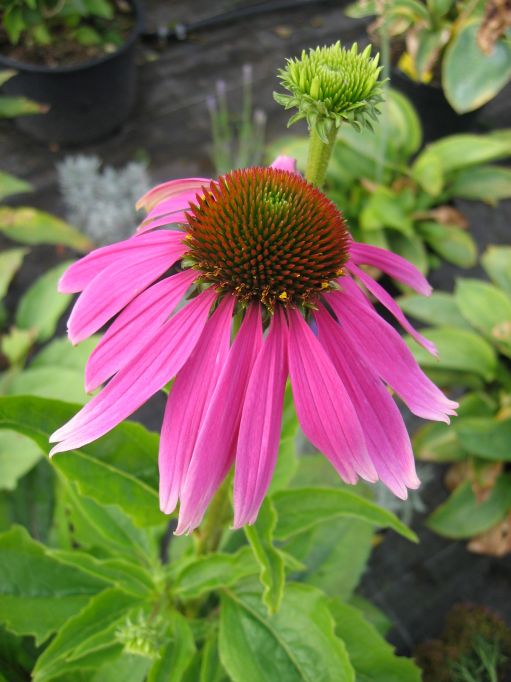 Purpur-Sonnenhut-Echinacea purpurea