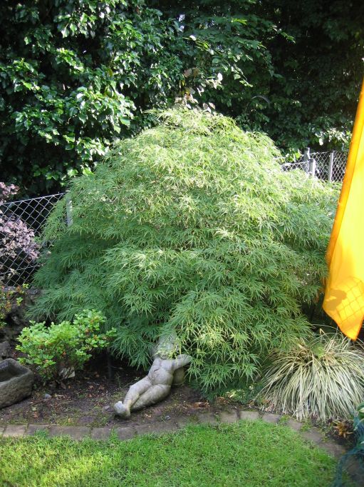F�cher-Ahorn Acer palmatum Dissectum