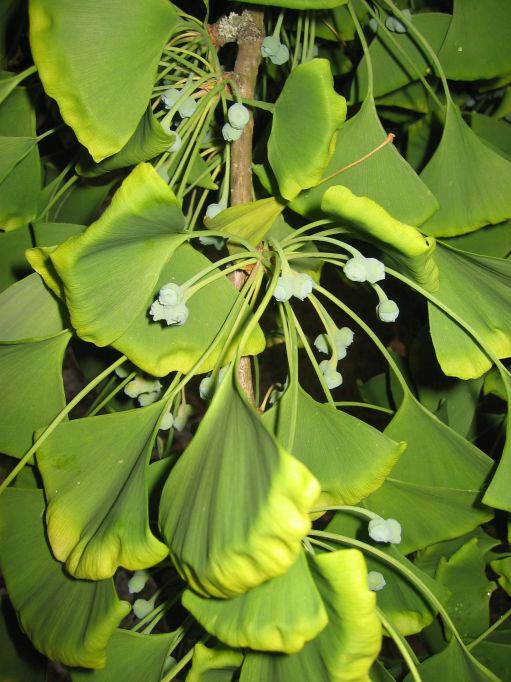 F�cherblattbaum-Ginkgo biloba