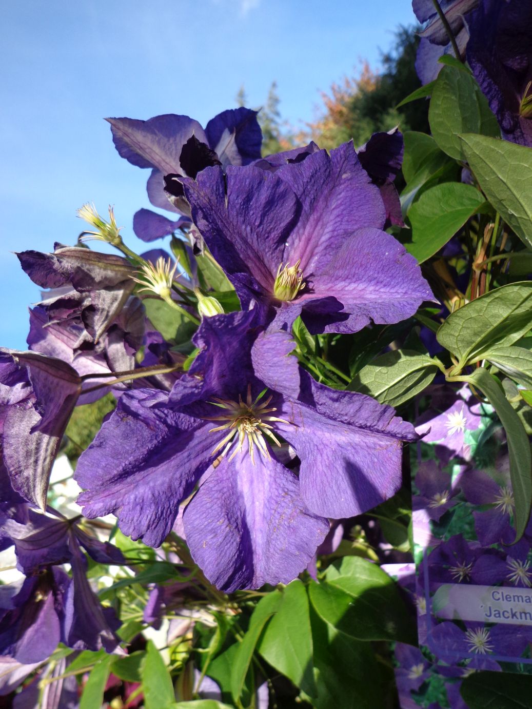 Clematis Jackmanii