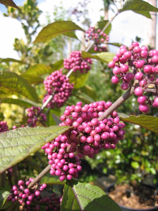 Sch�nfrucht-Callicarpa bodinieri Profusion