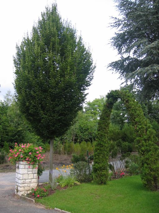 S�ulenhainbuche-Carpinus betulus Fastigiata